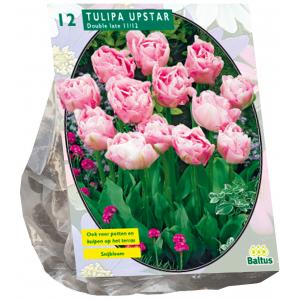 Baltus Tulipa Dubbel Laat Upstar tulpen bloembollen per 12 stuks